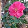 Mirato ® rose photo