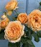 WEKcaspetono rose photo