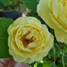 Life of the Party rose photo