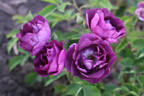 Bridge of Stars rose photo