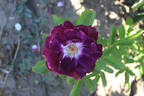 Bridge of Stars rose photo