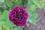 Bridge of Stars rose photo