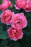 Bridge of Secrets rose photo