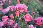 Bridge of Secrets rose photo