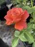 Las Vegas rose photo