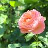 Mademoiselle Meilland rose photo