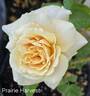 Prairie Harvest rose photo