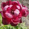 Burgundy Iceberg rose photo