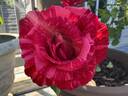 Red Intuition rose photo