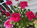 Voluptuous! rose photo