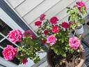 Voluptuous! rose photo