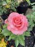 Clovie rose photo