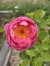 Royal Jubilee rose photo