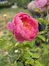 Royal Jubilee rose photo