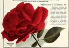 Hawlmark Crimson rose photo
