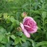 Quicksilver ™ rose photo