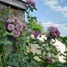 Quicksilver ™ rose photo