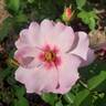 Ringo Double Pink rose photo