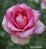 Mondiale ® rose photo