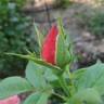 Anna's Promise rose photo