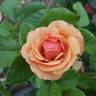 Anna's Promise rose photo