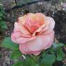 Anna's Promise rose photo