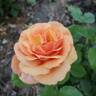 Anna's Promise rose photo