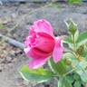 Like No Other rose photo