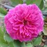 Like No Other rose photo