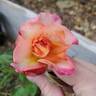Broadway ™ rose photo