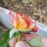 Broadway ™ rose photo