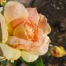 Helen Hayes rose photo