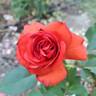 Gypsy (hybrid tea, Swim rose photo