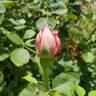 Sitting Pretty ™ rose photo