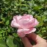 Sitting Pretty ™ rose photo