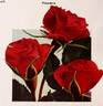 Floradora rose photo
