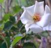 Aria Babylon Eyes rose photo