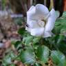 Aria Babylon Eyes rose photo