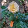 Oriental Peace Climbing ® rose photo