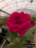 Criterion rose photo