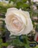 Helga rose photo