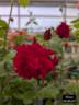Nina Weibull ® rose photo