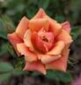 Copper Sunset ™ rose photo