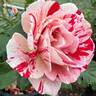 Scentimental ™ rose photo