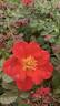 Cinco de Mayo™ rose photo