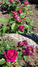 Für Elise rose photo