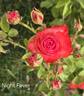 Night Fever rose photo