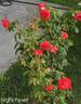 Night Fever rose photo