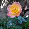 Oriental Peace Climbing ® rose photo