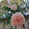 Meine Rose rose photo